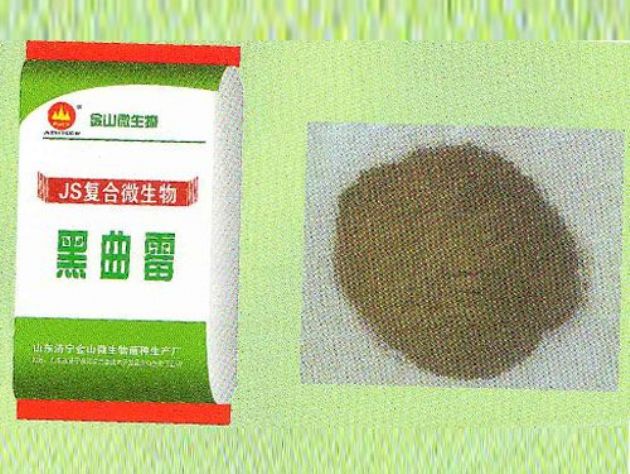 點擊查看詳細信息<br>標題：黑曲霉 閱讀次數：2516