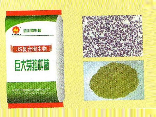 點擊查看詳細信息<br>標題：巨大芽孢桿菌 閱讀次數：2404